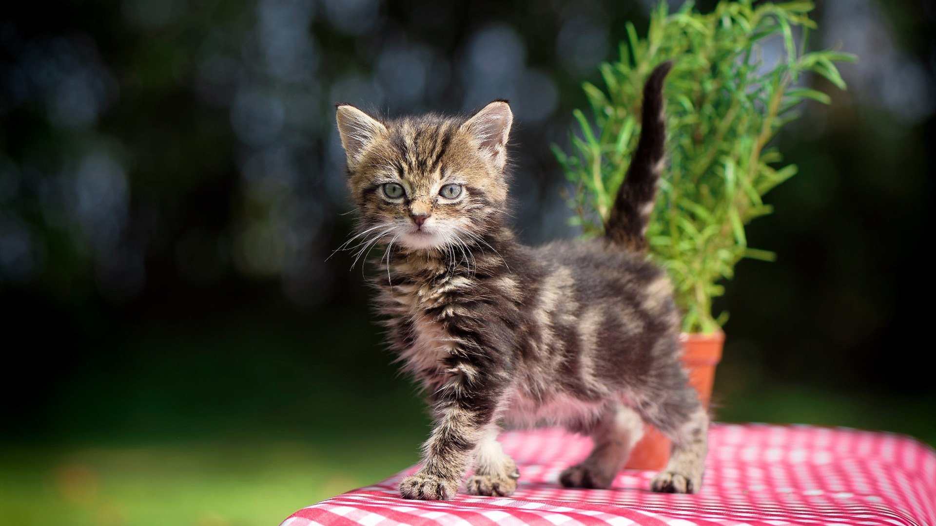 个人奋斗:明星球员的成长励志故事,球星励志短句