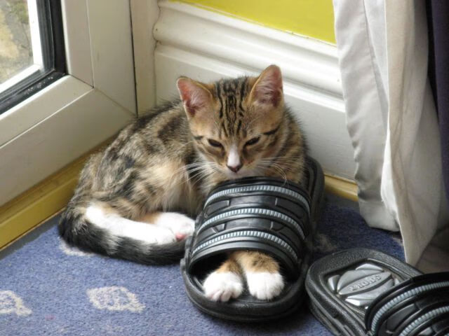 中超联赛官方APP新增多项互动功能,中超联赛软件下载