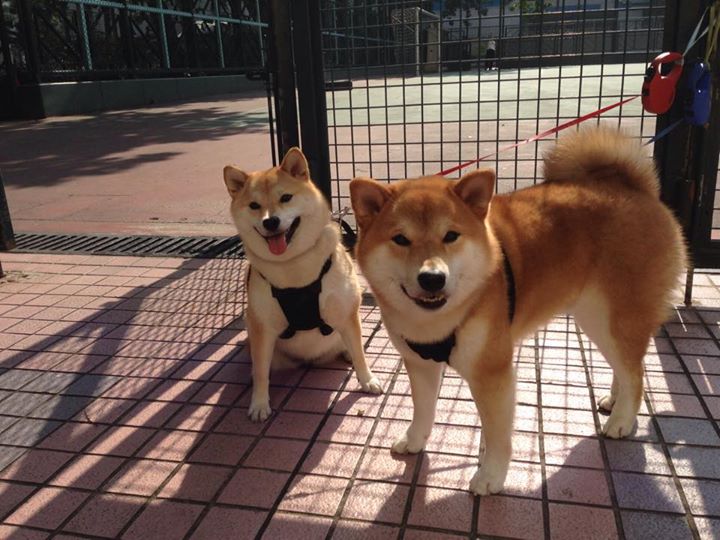 云端悬空秋千，悬挂在天空的运动奇观，秋千上的云