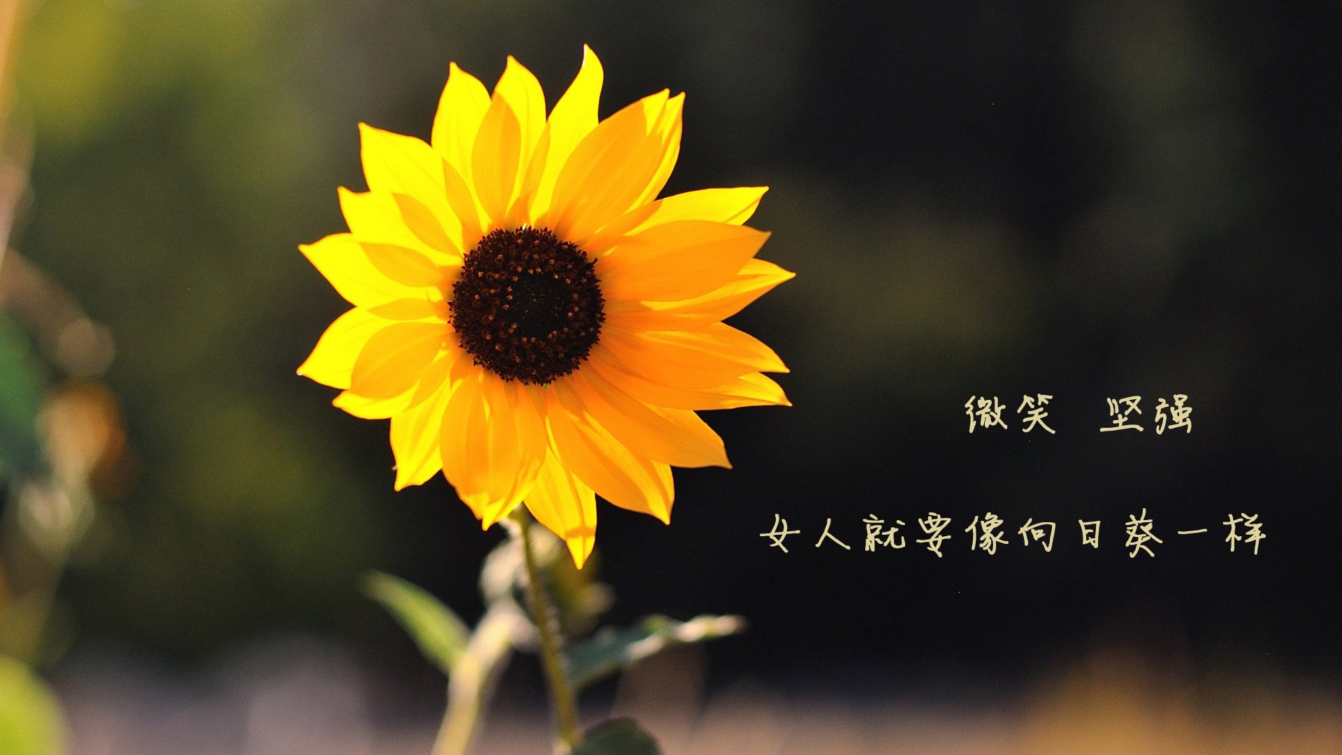 开云中国-各队季后赛可能阵容曝光，谁将成为黑马？，季后赛各队战绩