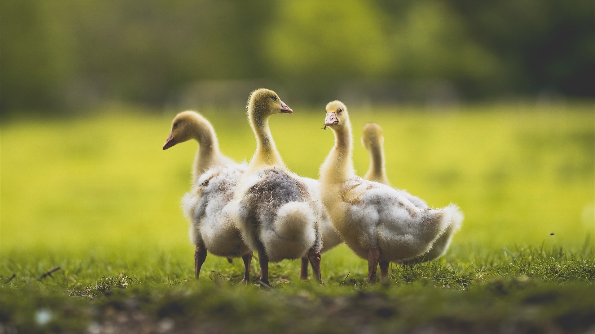 未来足球青训营,培养新时代球星,足球青训改革