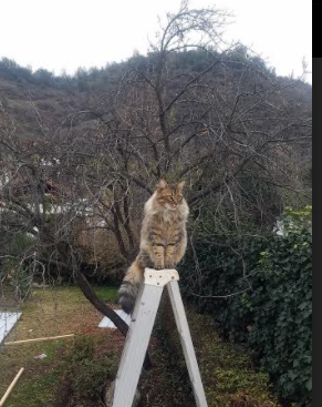 G联赛球队调整阵容适应赛程,g联赛是什么