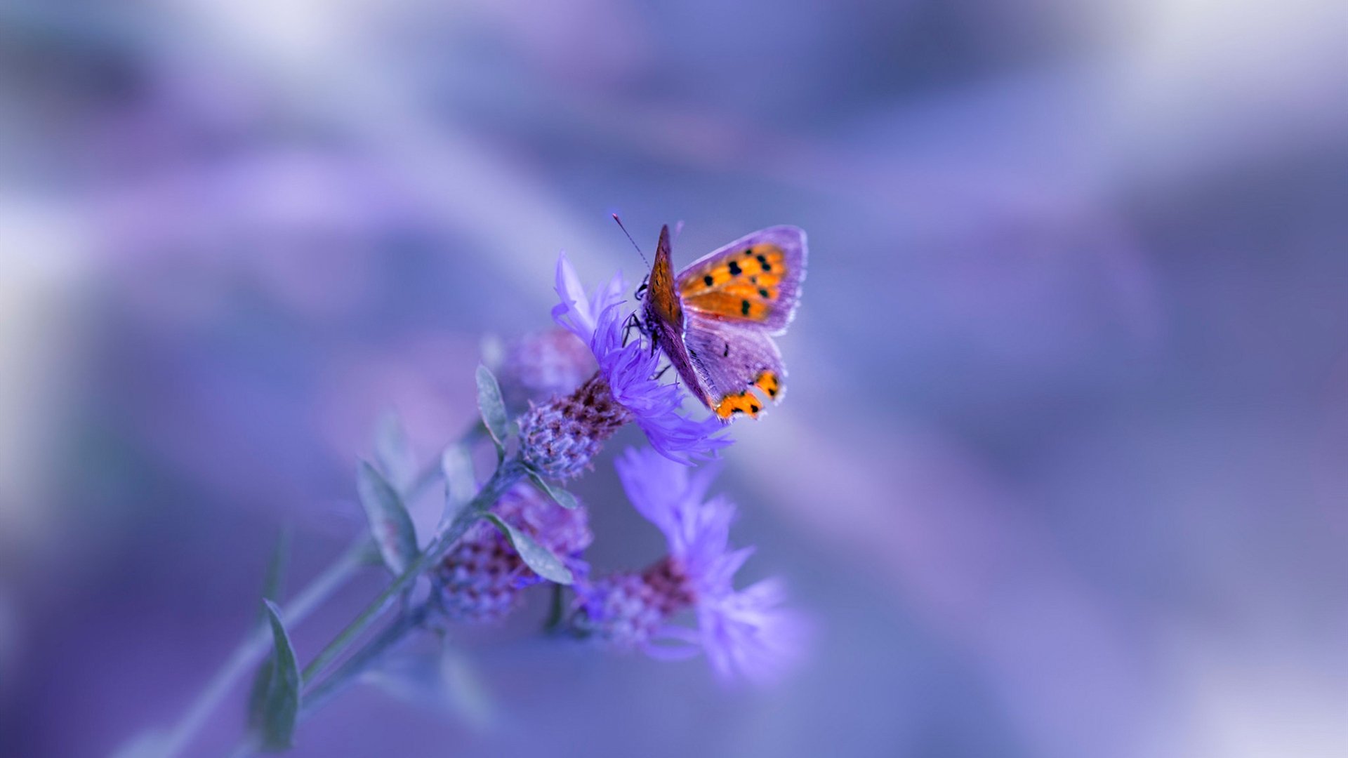 T1战队粉丝互动增强，t1战队官方