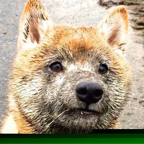 KAIYUN 中国大陆-主场作战的球队击败了对手，喜迎胜利，主场作战下一句是啥