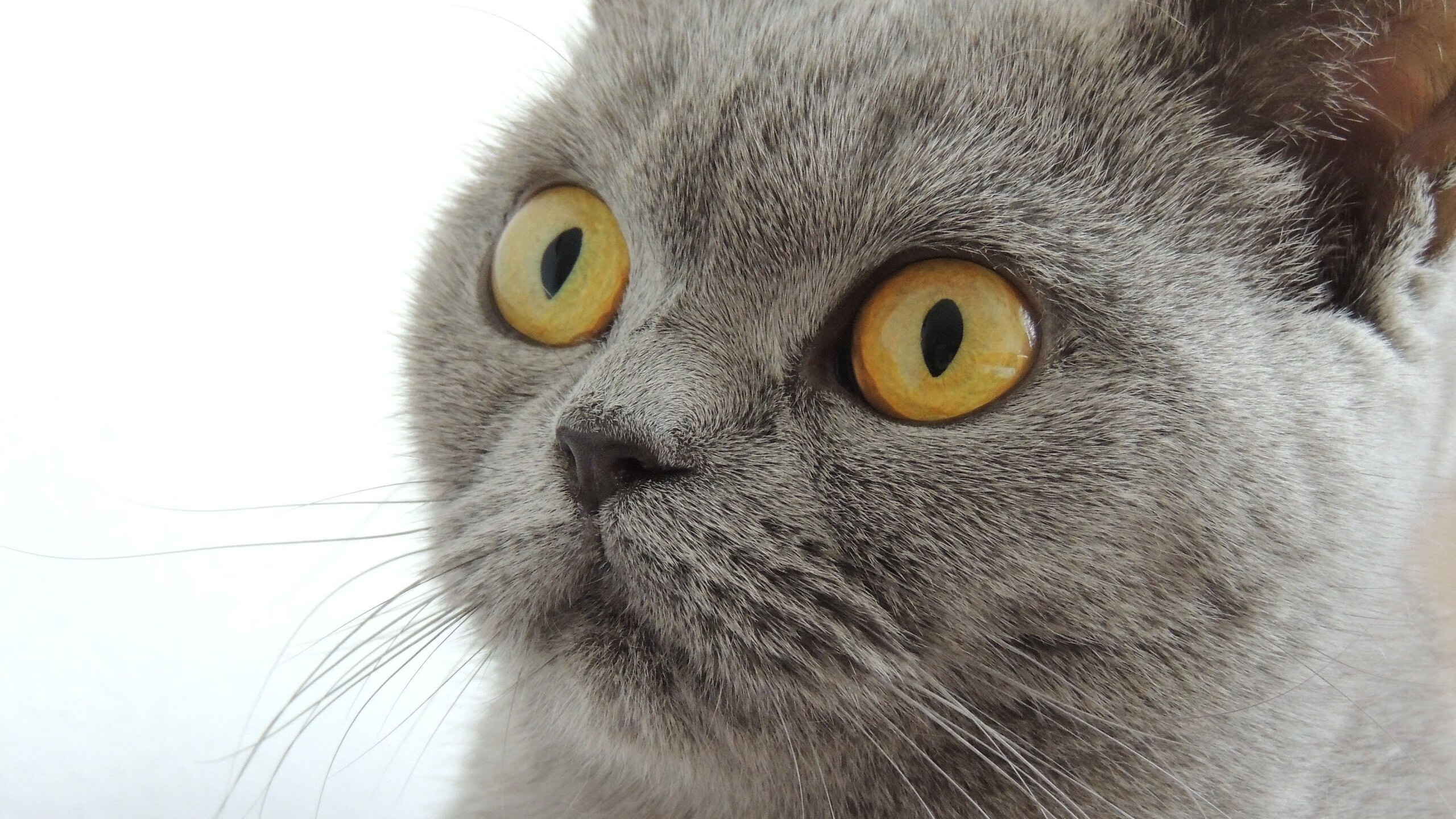 克罗地亚狂胜！瑞士队气数已尽，克罗地亚对瑞士u21